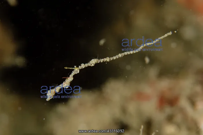 : Free-swimming Thread Pipefish - Weda, Halmahera : Free-swimming Thread Pipefish - Weda, Halmahera
