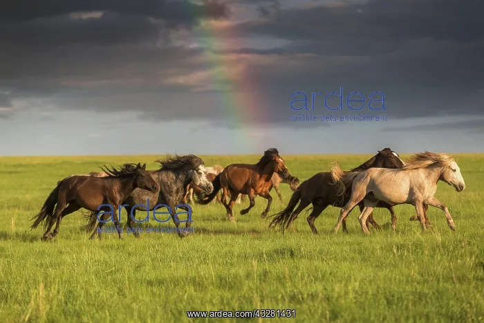 : Freedom in Mongolian steppe. Khentii province, Mongolia : Freedom in Mongolian steppe. Khentii province, Mongolia