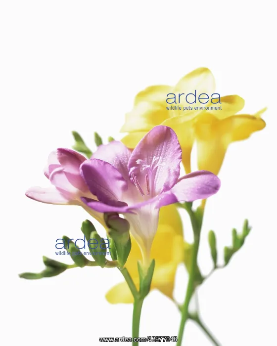 : Freesia. Freesia : Freesia. Freesia