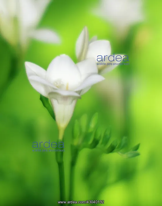 : Freesia : Freesia