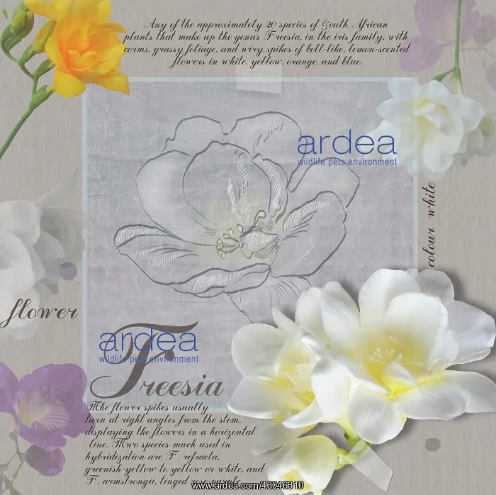 : Freesia : Freesia
