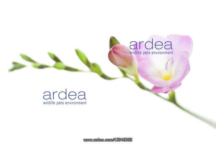 : Freesia. Freesia : Freesia. Freesia