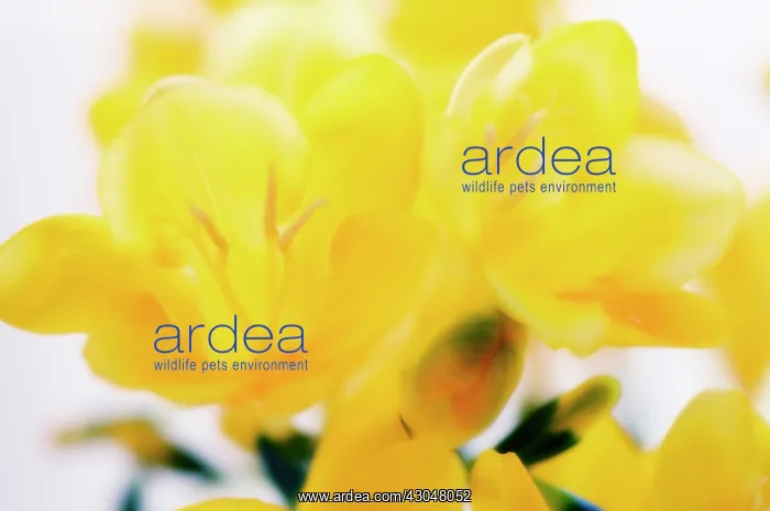 : Freesia : Freesia