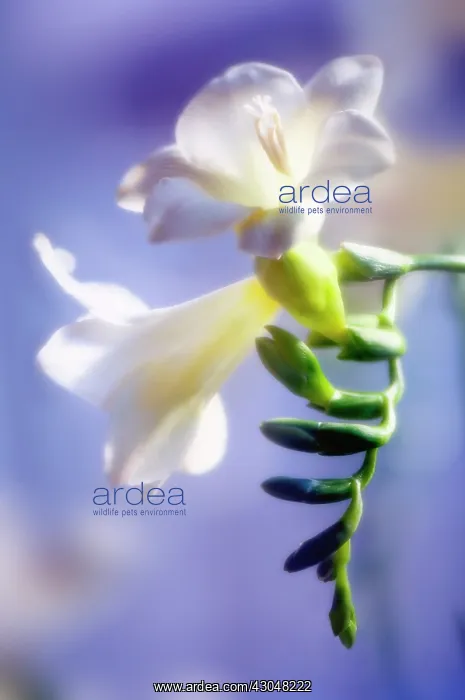 : Freesia : Freesia