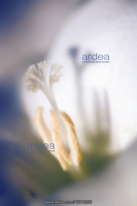 : Freesia : Freesia
