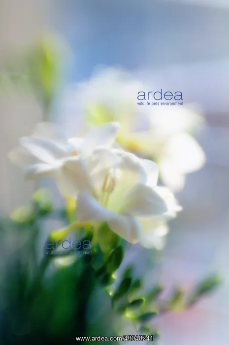 : Freesia : Freesia