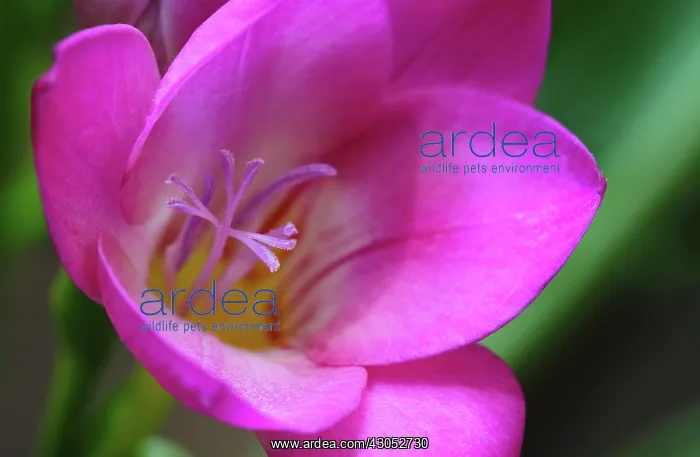 : Freesia. Freesia : Freesia. Freesia