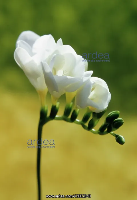: Freesia : Freesia