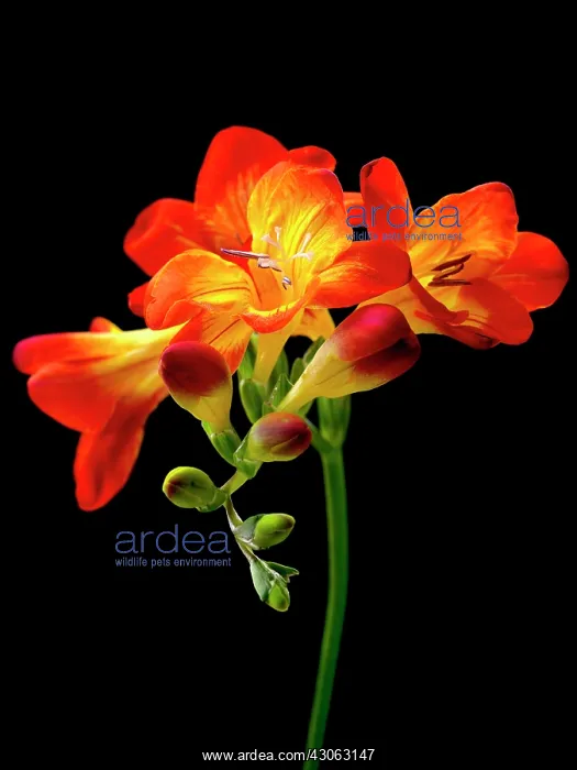 : Freesia. Freesia : Freesia. Freesia