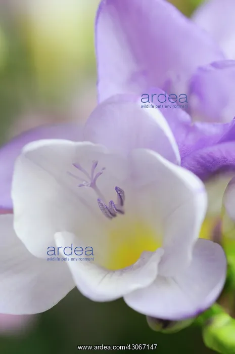 : Freesia. Freesia : Freesia. Freesia