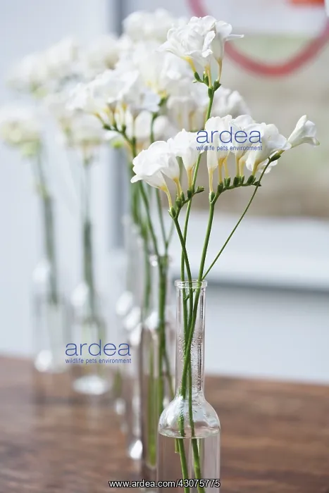 : Freesia : Freesia