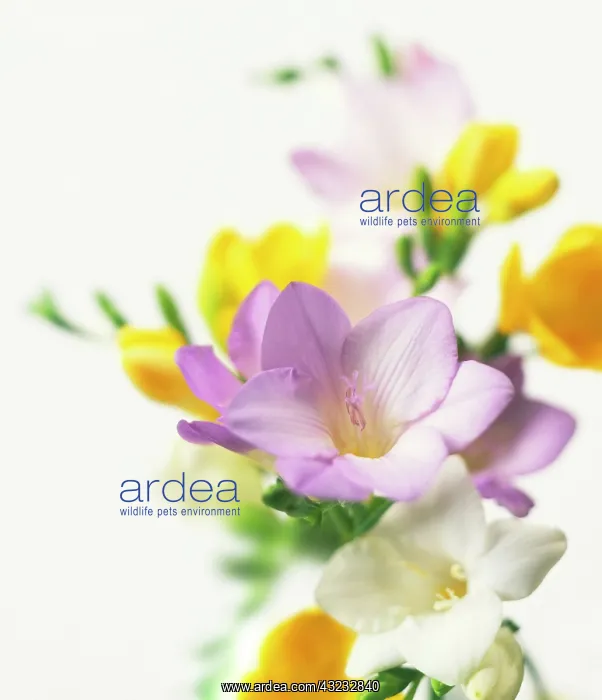 : Freesia : Freesia