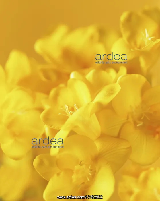 : Freesia, Close view of several yellow flowers with : Freesia, Close view of several yellow flowers with