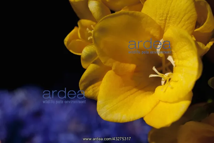: Freesia, Close up of yellow coloured flower growing : Freesia, Close up of yellow coloured flower growing