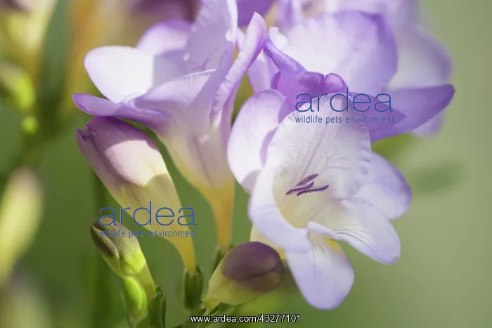 : Freesia, Freesia cultivar, Mauve subject : Freesia, Freesia cultivar, Mauve subject
