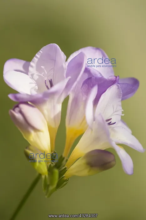 : Freesia, Freesia cultivar, Mauve subject : Freesia, Freesia cultivar, Mauve subject