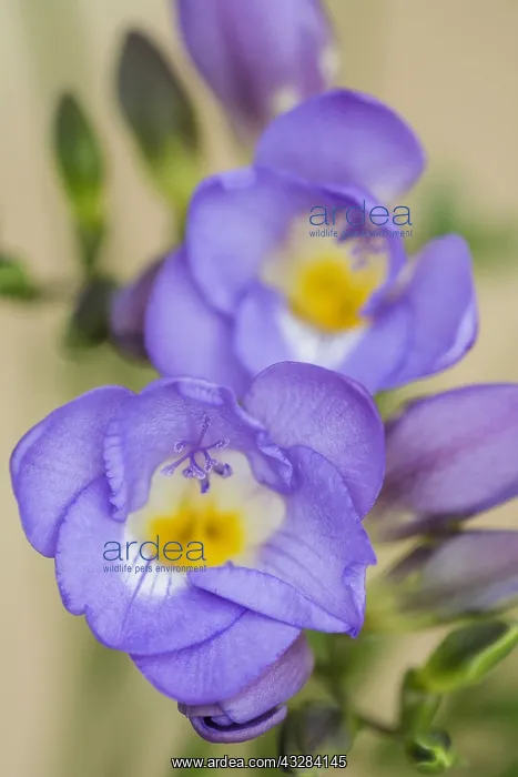 : Freesia, Freesia cultivar, Purple subject : Freesia, Freesia cultivar, Purple subject
