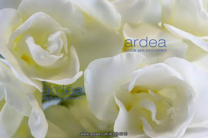 : Freesia, Freesia cultivar, White subject : Freesia, Freesia cultivar, White subject