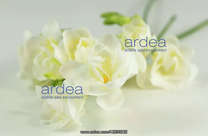 : Freesia, Freesia cultivar, White subject : Freesia, Freesia cultivar, White subject
