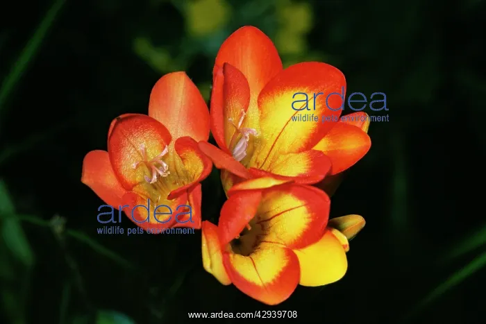  : Freesia Hybrida