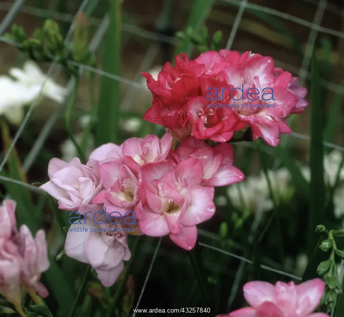 : Freesia mosaic virus on Freesia : Freesia mosaic virus on Freesia