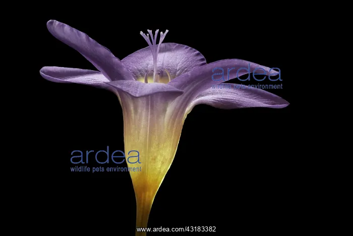  : Freesia, Side view of single lilac coloured flower