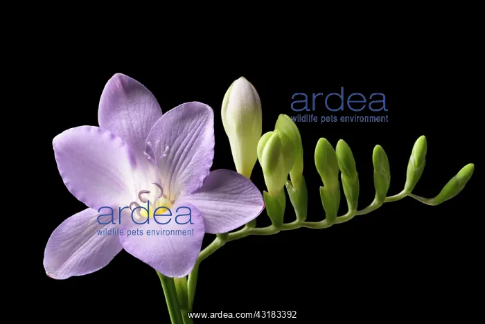 : Freesia, Side view of single lilac coloured flower : Freesia, Side view of single lilac coloured flower