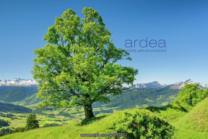 : Freestanding sycamore in mountain spring, near Ennetbahl : Freestanding sycamore in mountain spring, near Ennetbahl