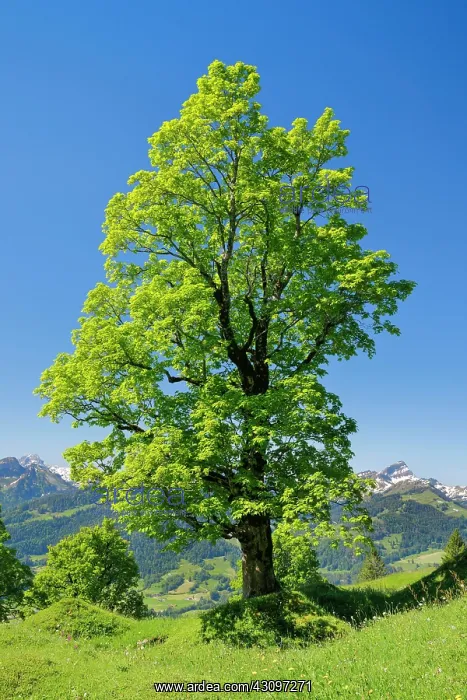 : Freestanding sycamore in mountain spring, near Ennetbahl : Freestanding sycamore in mountain spring, near Ennetbahl