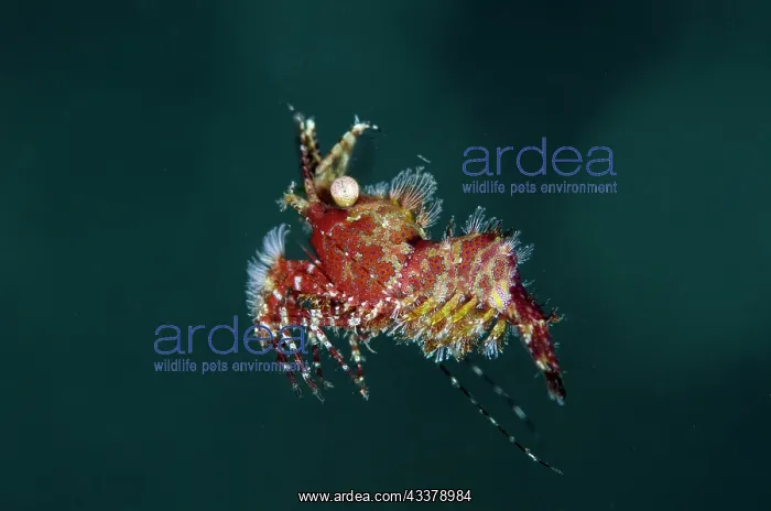 : Freeswimming Saron Shrimp : Freeswimming Saron Shrimp