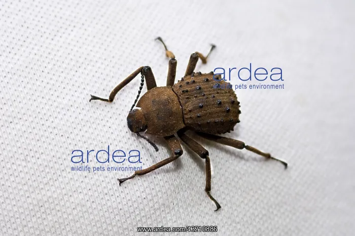 : Fregate Island Beetle - Indemic to island : Fregate Island Beetle - Indemic to island
