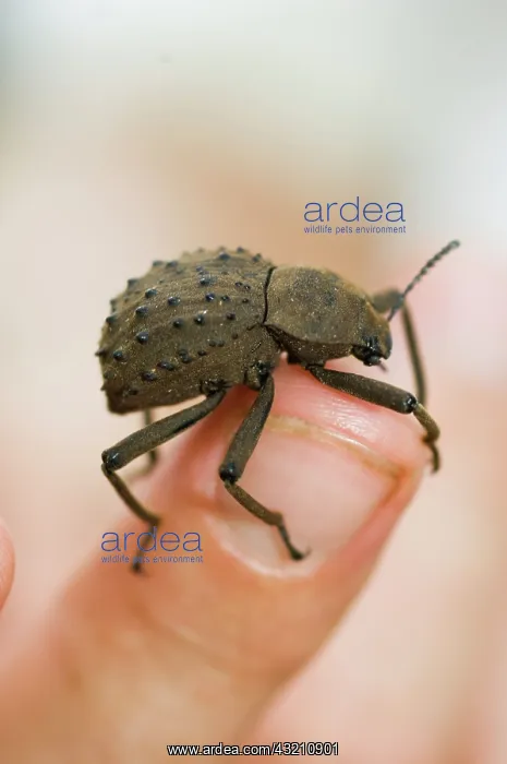 : Fregate Island Beetle - Indemic to island : Fregate Island Beetle - Indemic to island