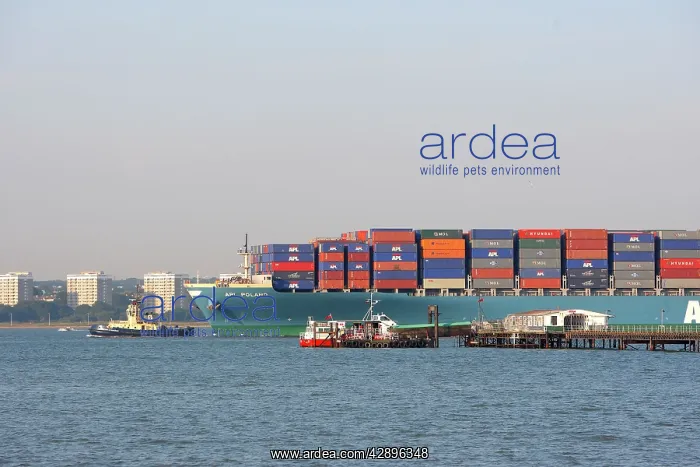 : Freight Ship - with tug guiding it into port : Freight Ship - with tug guiding it into port