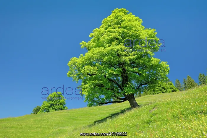 : Freisthender sycamore maple in the middle of a mountain : Freisthender sycamore maple in the middle of a mountain