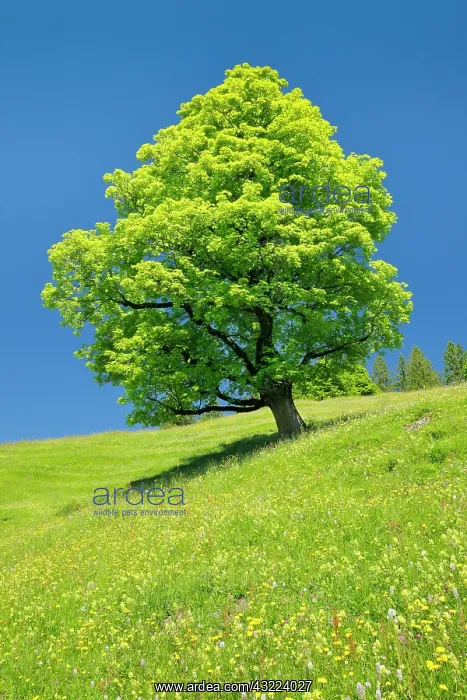 : Freisthender sycamore maple in the middle of a mountain : Freisthender sycamore maple in the middle of a mountain