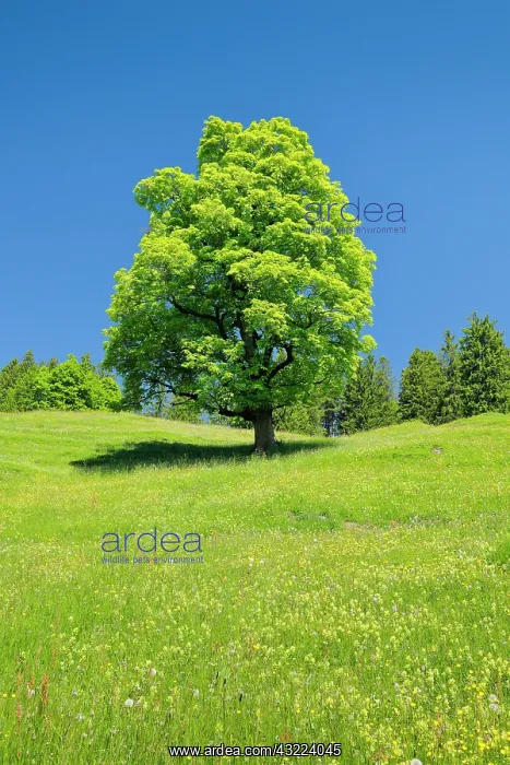 : Freisthender sycamore maple in the middle of a mountain : Freisthender sycamore maple in the middle of a mountain
