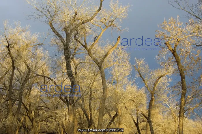 : Fremont cottonwood - at the end of March : Fremont cottonwood - at the end of March