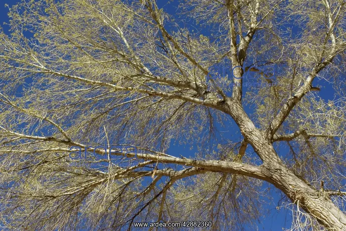 : Fremont cottonwood - at the end of March : Fremont cottonwood - at the end of March