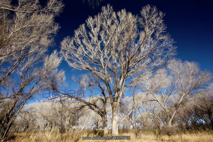 : Fremont Cottonwood woodland : Fremont Cottonwood woodland