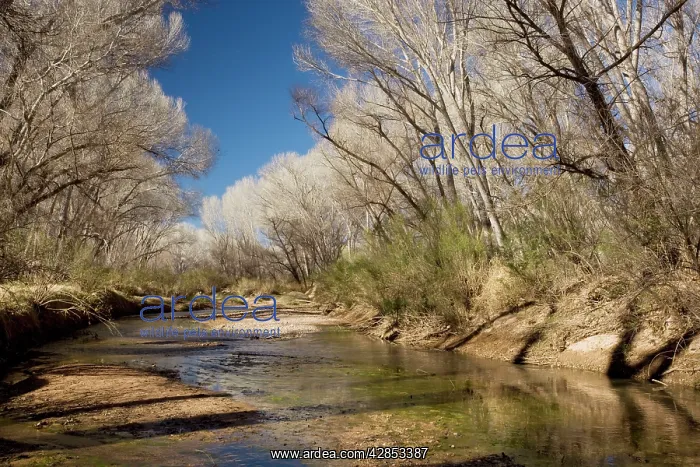: Fremont Cottonwood - woodland in the San Pedro : Fremont Cottonwood - woodland in the San Pedro