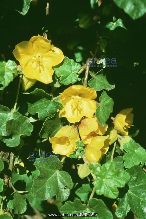 : Fremontodendron : Fremontodendron