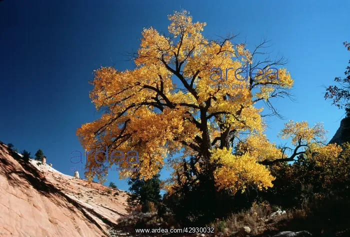 : FREMONT'S COTTONWOOD - in October : FREMONT'S COTTONWOOD - in October