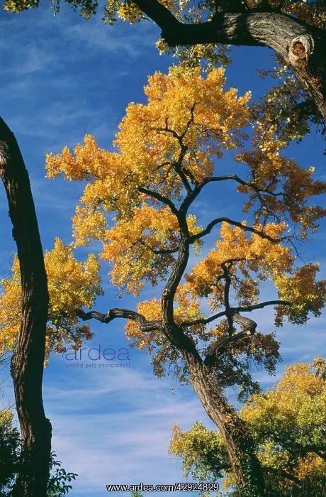 : Fremont's Cottonwood Tree - in Autumn colour : Fremont's Cottonwood Tree - in Autumn colour