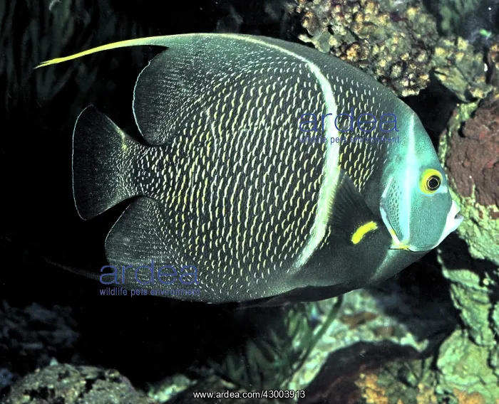 : French Angelfish : French Angelfish