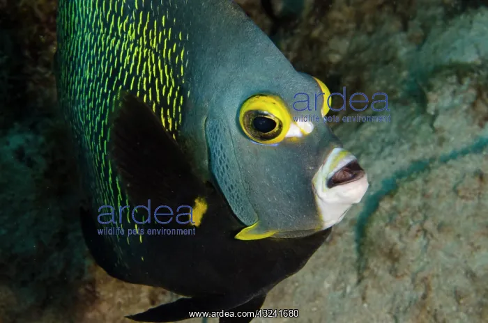 : French Angelfish (Pomacanthus paru), Bonaire : French Angelfish (Pomacanthus paru), Bonaire