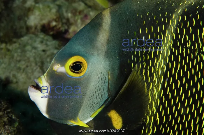 : French Angelfish (Pomacanthus paru), Bonaire : French Angelfish (Pomacanthus paru), Bonaire