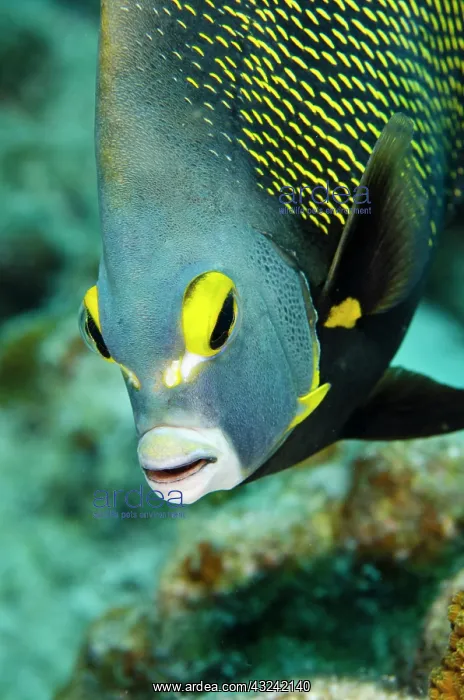  : French Angelfish (Pomacanthus paru), Bonaire