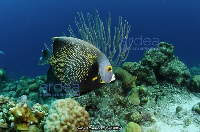 : French Angelfish (Pomacanthus paru), Bonaire : French Angelfish (Pomacanthus paru), Bonaire
