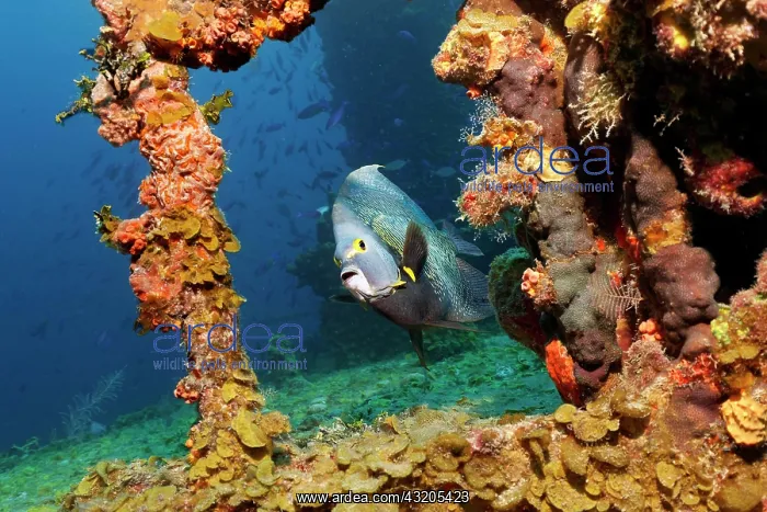 : French Angelfish (Pomacanthus paru) swimming around : French Angelfish (Pomacanthus paru) swimming around