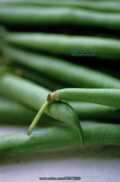 : French Bean : French Bean